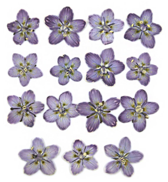 Pressed flowers, violet marsh grass of parnassus 15pcs for floral art, resin craft, card making, scrapbooking, candle making