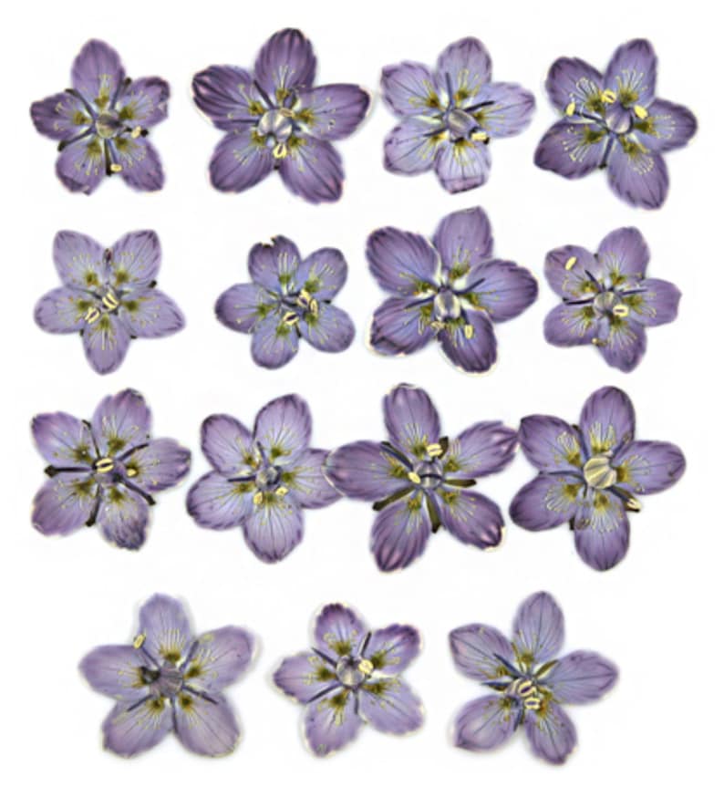 Op de afbeelding: Een verzameling van 15 geperste paarse bloemen met gouden centra. De bloemen zijn gerangschikt in een rasterpatroon op een witte achtergrond.