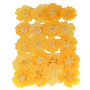 Pressed flowers, evening primrose 20pcs floral art, resin craft