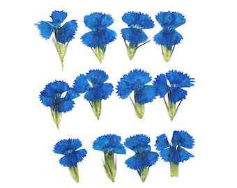 Pressed flowers, turqouise sweet william 20pcs for floral art, resin craft