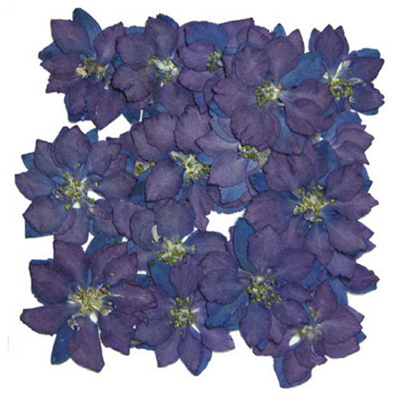Pressed Flowers Purple Baby Breath 20pcs for Art, Resin Craft, Card Making,  Scrapbooking 