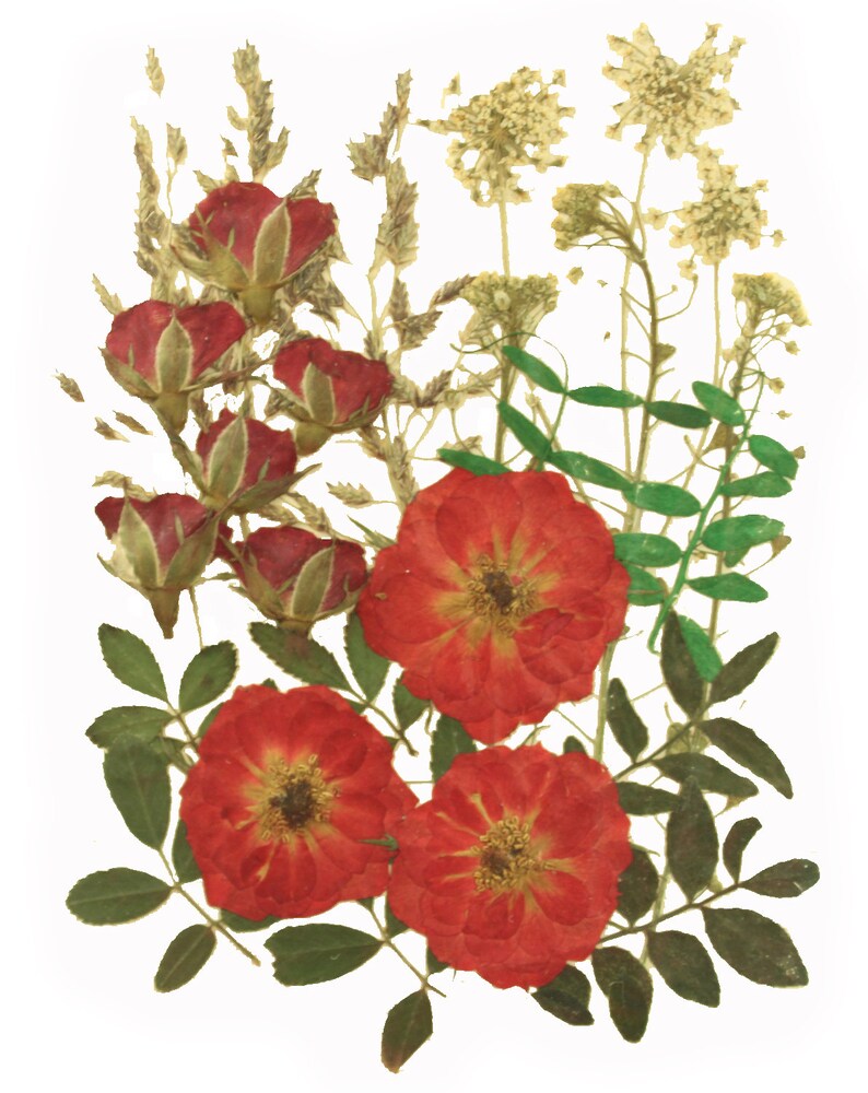 Pressed Flowers Mixed Pack Rose Rose Buds Lace Flower Etsy UK