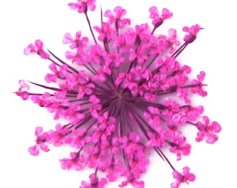 Pressed flowers, pink Queen Anne's lace flower 20pcs floral art, resin craft, jewellery making