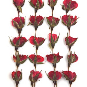 Pressed Flowers, Red Rose Buds 20pcs for Floral Art, Resin Craft, Card ...