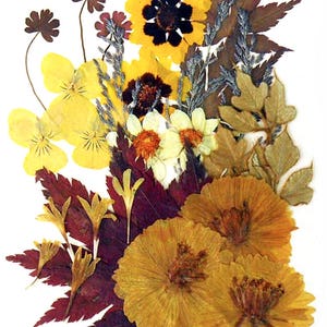 Pressed flowers yellow pansy multicule garden tickseed cosmos cornflower maple foliage, floral art resin craft