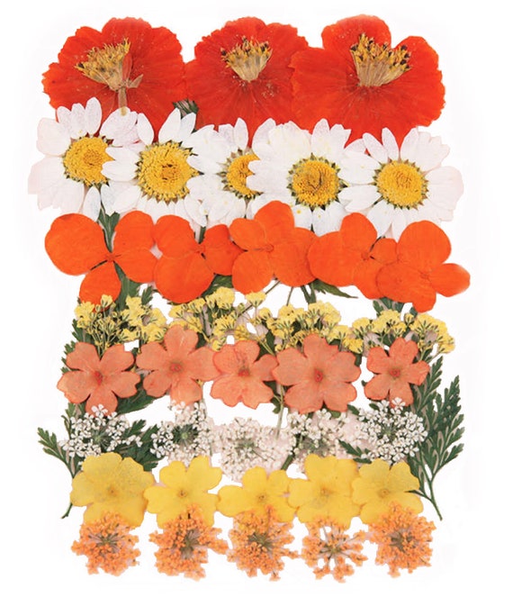 Scrapbooking Handwerk Kartenherstellung blaue Spitze Blume 20 St/ücke f/ür Kunst Gepresste Blumen
