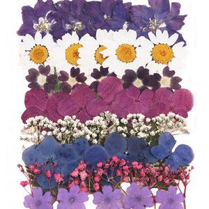Mélange de fleurs pressées, marguerite, verveine, hortensia, gypsophile gypsophile, feuillage pour création de cartes d'art scrapbooking