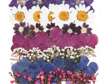 Mix di fiori pressati, allodola, margherita daisy, verbena, ortensia, gypsophila del respiro del bambino, fogliame per carte artigianali d'arte che fanno scrapbooking