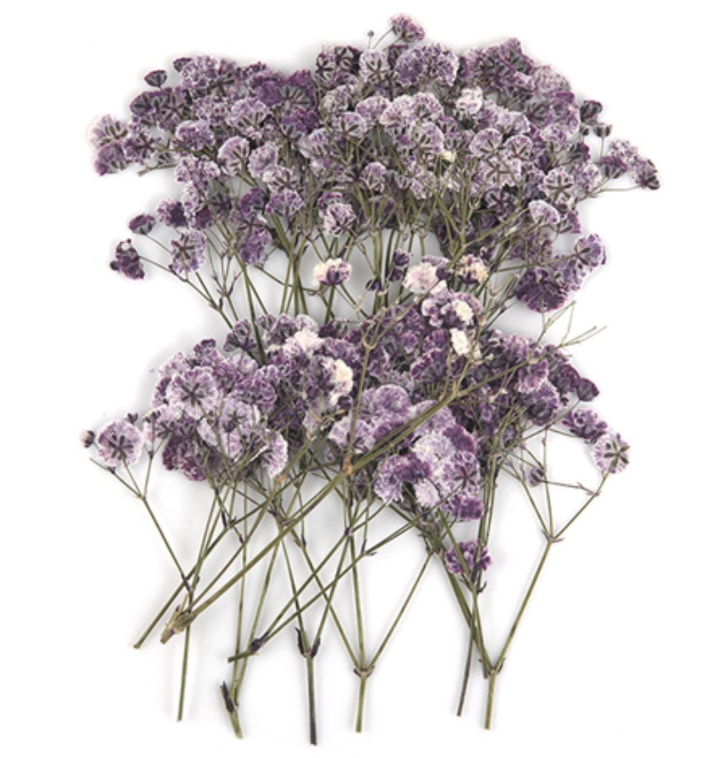 Pressed Flowers Purple Baby Breath pcs For Art Resin Craft Etsy