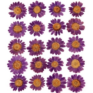 Fleurs pressées, marguerite violette 20 pcs pour art floral, artisanat en résine, scrapbooking