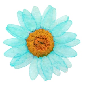 Fleurs pressées, marguerite turquoise 20 pcs pour l'art floral, l'artisanat, la fabrication de cartes, la fabrication de bijoux, le scrapbooking