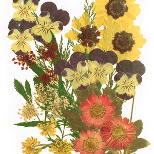Pressed flowers, pansy marguerite daisy lace flowers, garden tickseed, foliage for floral art craft card making scrapbooking