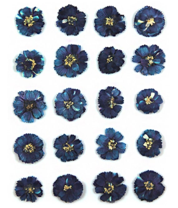 Pressed flowers, navy small chrysanthemum 20pcs floral art, resin craft, scrapbooking