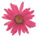 Pressed flowers, large pink daisy 10pcs for floral art craft 