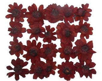 May include: A collection of 20 dried burgundy flowers, each with a dark center. The flowers are arranged in a square pattern on a white background.