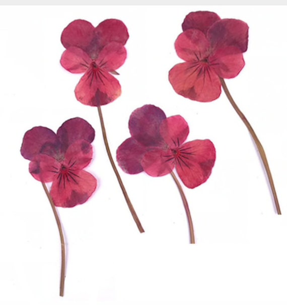 Pressed flowers, mauve pansy on stalk 20pcs for floral art, resin craft, scrapbooking