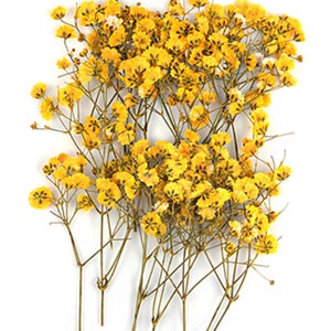 Pressed flowers, yellow baby breath, gypsophila 20pcs for floral art, craft, card making, scrapbooking image 3