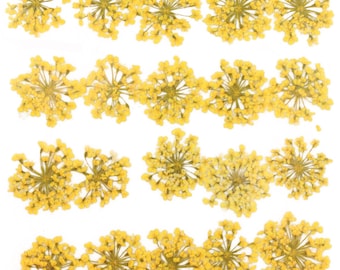 Pressed flowers, yellow Queen Anne's lace flower 20pcs floral art, resin craft, jewellery making