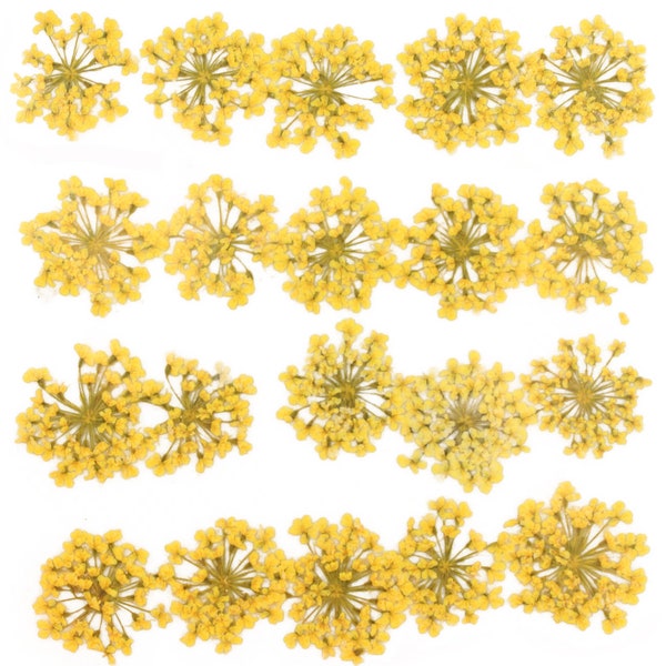 Pressed flowers, yellow Queen Anne's lace flower 20pcs floral art, resin craft, jewellery making