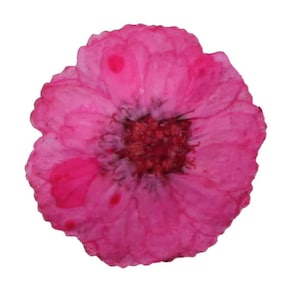 Fleurs pressées, petits chrysanthèmes roses 20 pcs, art floral, artisanat en résine, fabrication de cartes, fabrication de bijoux