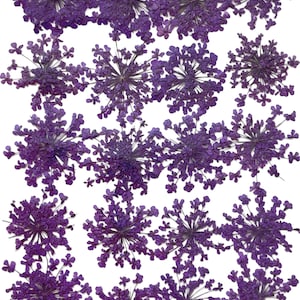 Gepresste Blumen, violette Spitzenblumen 20 Stück für Blumenkunst, Kunstharzhandwerk, Scrapbooking, Nagelkunst