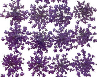 Pressed flowers, violet lace flowers 20pcs for floral art, resin craft, scrapbooking, nail art