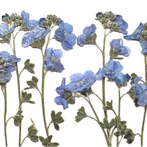 Fleurs pressées, myosotis myosotis sur tige 20 pièces pour l'art floral, l'artisanat en résine, la fabrication de cartes, le scrapbooking