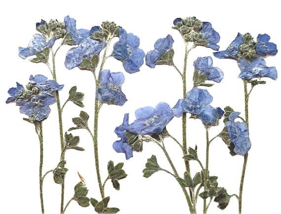 Very High Quality Pressed Dried British Forget Me Not Myosotis Flower 20pcs