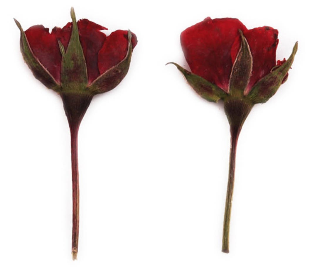 Pressed Flowers, Red Rose Buds 20pcs for Floral Art, Resin Craft, Card ...