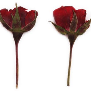 Fleurs pressées, boutons de roses rouges 20 pièces pour art floral, créations artisanales en résine, fabrication de cartes, scrapbooking, Saint-Valentin