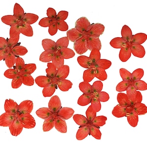 Geperste bloemen, moerasgras van Parnassus donkeroranje 15 stuks voor bloemsierkunst, kunsthars, kaarten maken