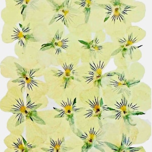 Gepresste Blumen, hellgelbes Stiefmütterchen, 20 Stück für Blumenkunst, Kunstharzhandwerk, Kartenherstellung, Scrapbooking