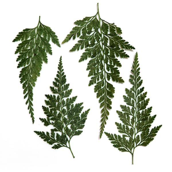 Pressed leaves, Asian Royal Fern 20pcs, resin craft, floral art, scrapbooking, card making