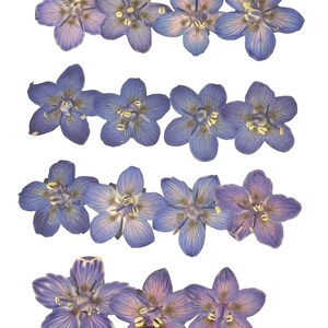 Op de afbeelding: Een verzameling geperste paarse bloemen met delicate bloemblaadjes en gele centra. De bloemen zijn in rijen gerangschikt, waardoor een symmetrisch patroon ontstaat.