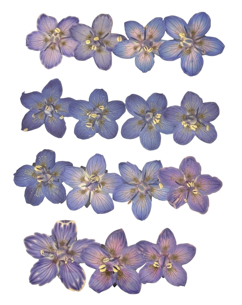 Op de afbeelding: Een verzameling geperste paarse bloemen met delicate bloemblaadjes en gele centra. De bloemen zijn in rijen gerangschikt, waardoor een symmetrisch patroon ontstaat.