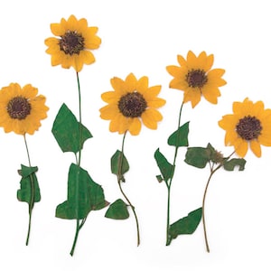 Gepresste Blumen miniatur gelbe Sonnenblume mit Stiel 10 Stück für florale Kunst Handwerk Kartenherstellung Scrapbooking, Schmuckherstellung