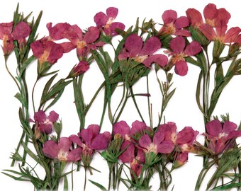 Pressed flowers, mauve lobelia 20pcs floral art, craft