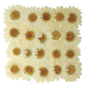 Geperste bloemen, witte margriet 20 stuks voor kunst, ambacht, kaarten maken, scrapbooking, sieraden maken