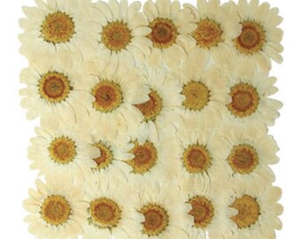 Pressed flowers, white marguerite 20pcs for art, craft, card making, scrapbooking, jewellery making