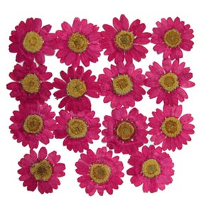 Fleurs pressées, marguerite rose 20 pièces pour art floral, créations manuelles en résine, fabrication de cartes, fabrication de bijoux, scrapbooking