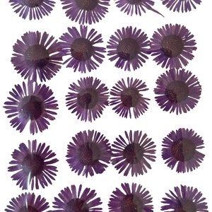 Gepresste Blumen, violettes Fleabane 20 Stück, Blumenkunst, Resin Handwerk, Scrapbooking