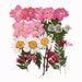 Pressed flowers, larkspur, marguerite daisy, lace flower, pink gypsophila baby's breath, foliage for floral art, craft 