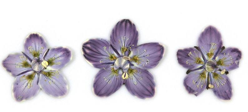 Op de afbeelding: Drie paarse bloemen met gele centra, elk met vijf bloemblaadjes, in een rij gerangschikt.
