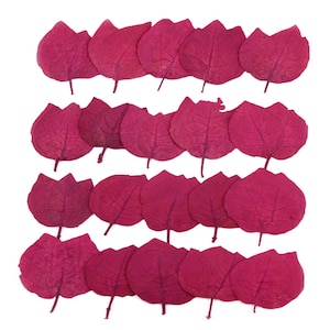 Pressed flowers, hot pink bougainvillea 20pcs floral art, resin craft, scrapbooking