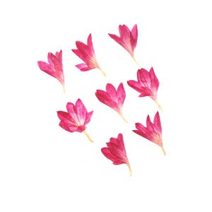 Op de afbeelding: Negen roze bloemblaadjes verspreid over een witte achtergrond.