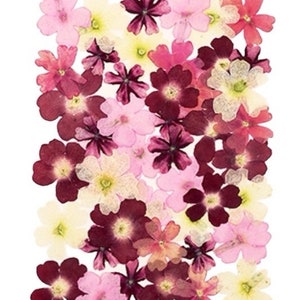 Gepresste Blumen Eisenkraut Mix 50 Stück für die Herstellung von Scrapbooking Karten, Kunstharz, Kunstharz, Scrapbooking