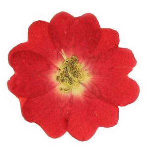 Gepresste rote Rose 20 Stück für Blumenkunst, Resin-Handwerk, Kartenherstellung, Scrapbooking