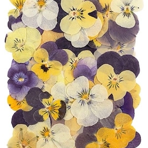 Gepresste Blumen, gemischte Stiefmütterchen 50 Stück für Blumenkunst, Resin, Basteln, Scrapbooking. 4 Stiefmütterchenarten