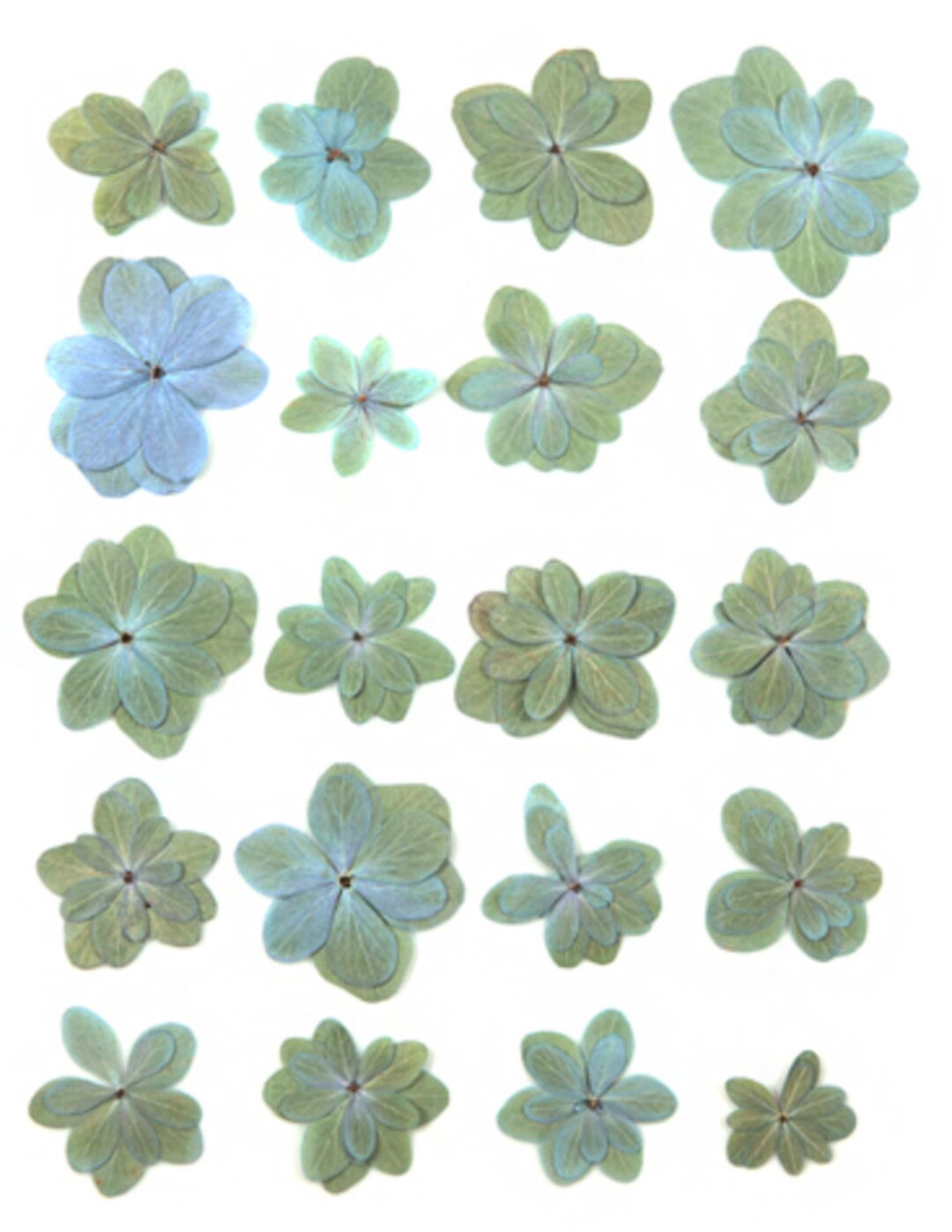 Image of Everlasting Hydrangea pressed flowers