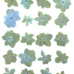 Fleurs pressées, hortensias de couleur naturelle, verts et bleu pâle, 20 pièces pour l'art floral, l'artisanat en résine, la fabrication de cartes